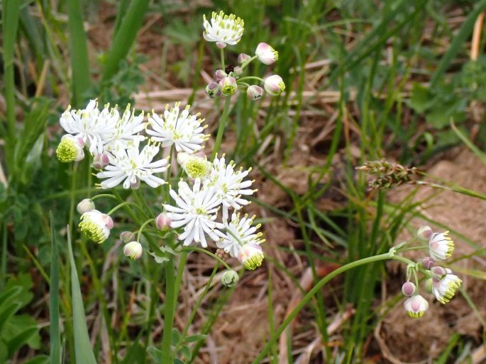 Thalictrum petaloideum