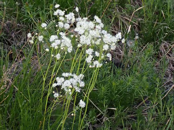 Thalictrum petaloideum