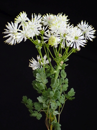 Thalictrum petaloideum