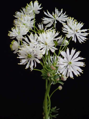 Thalictrum petaloideum