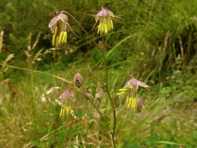 THALICTRUM PODOCARPUM Kunth - žluťucha / žltuška