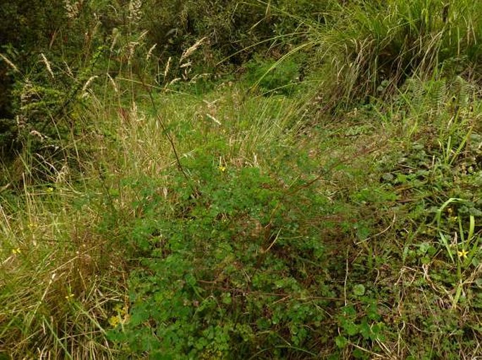 Thalictrum podocarpum