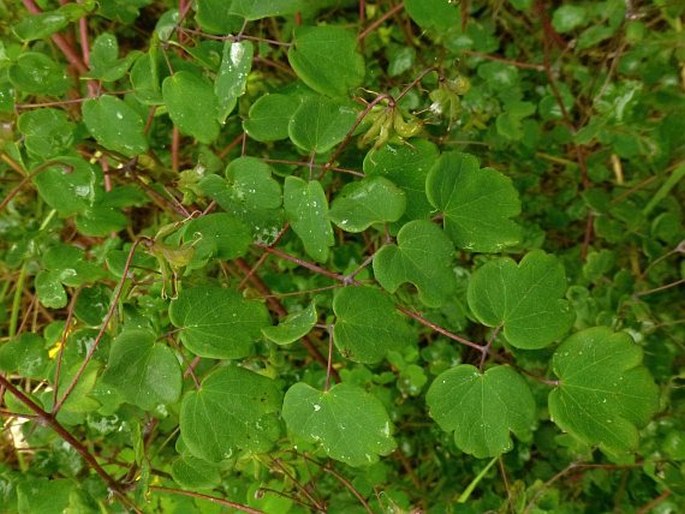 Thalictrum podocarpum