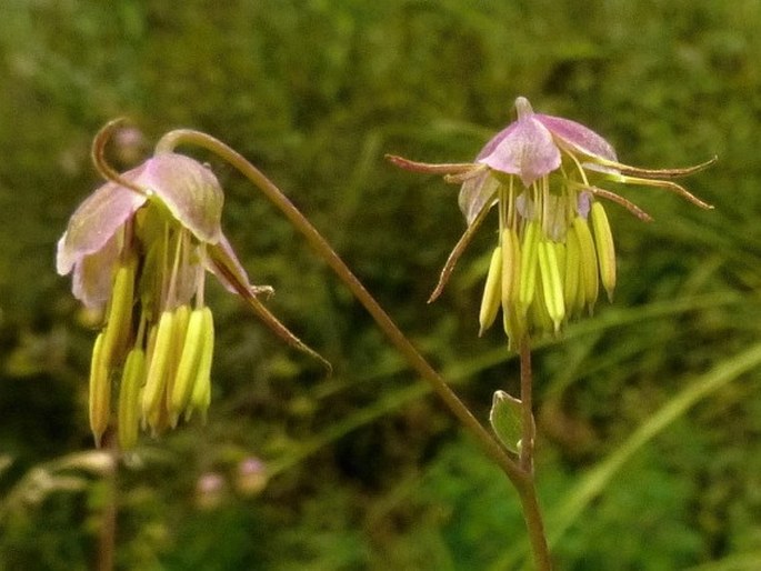 Thalictrum podocarpum