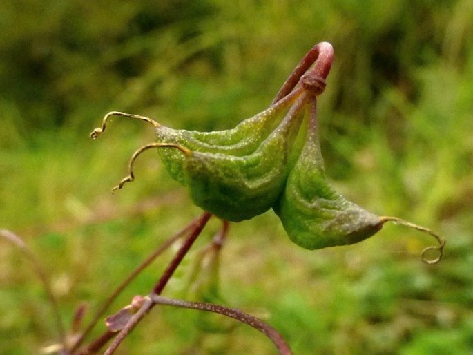 Thalictrum podocarpum