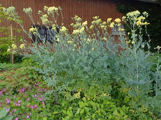 Thalictrum speciosissimum