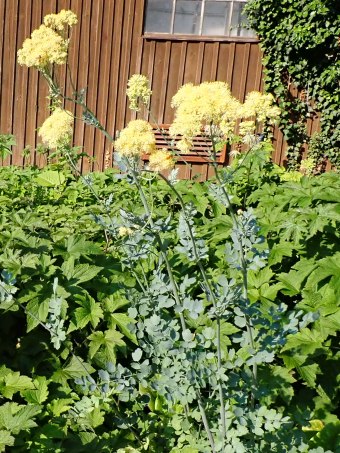 Thalictrum speciosissimum