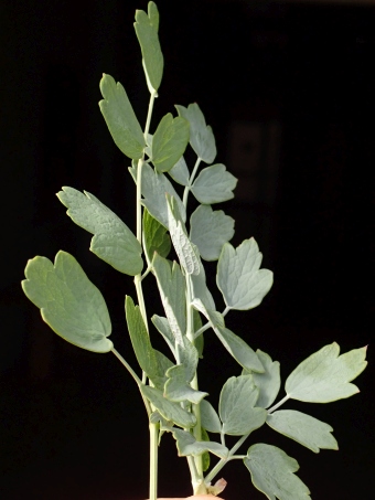 Thalictrum speciosissimum