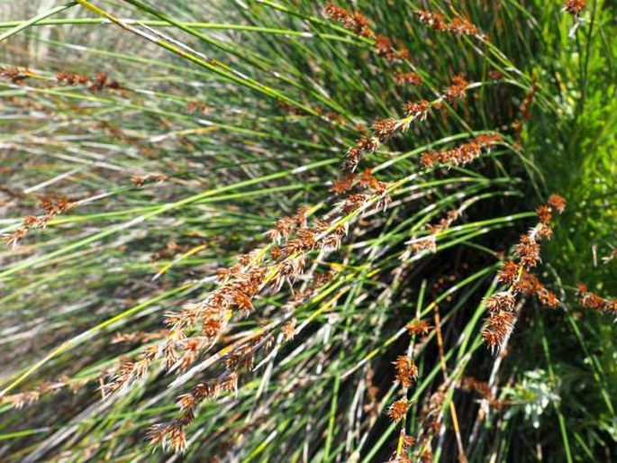 Thamnochortus fraternus