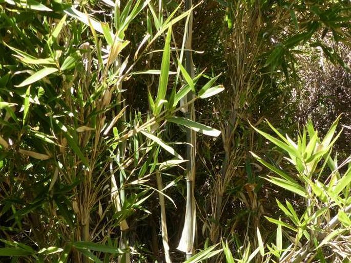 Thamnocalamus tessellatus