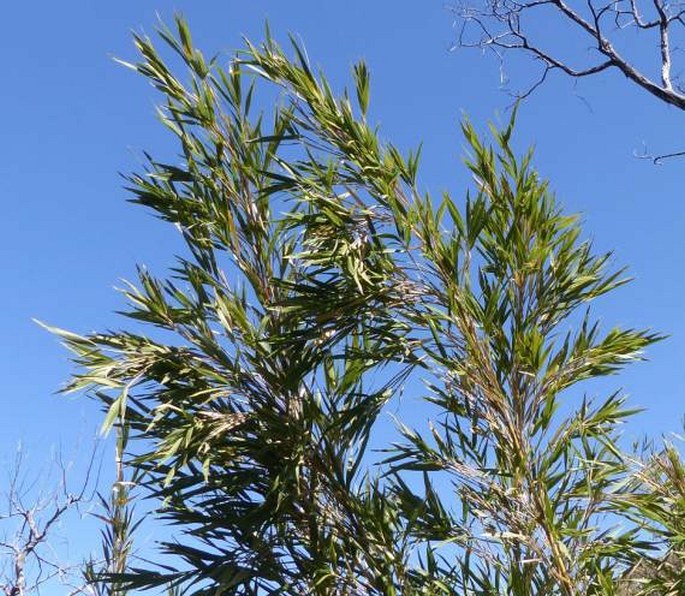 THAMNOCALAMUS TESSELLATUS (Nees) Soderstr. et R. P. Ellis