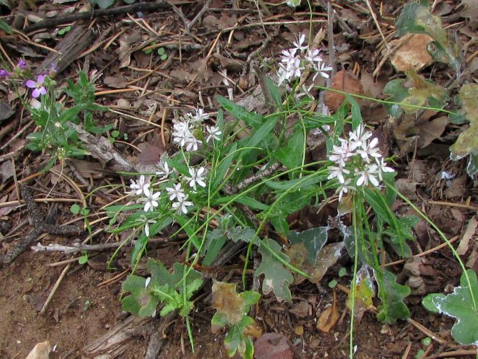 Thelypodium wrightii