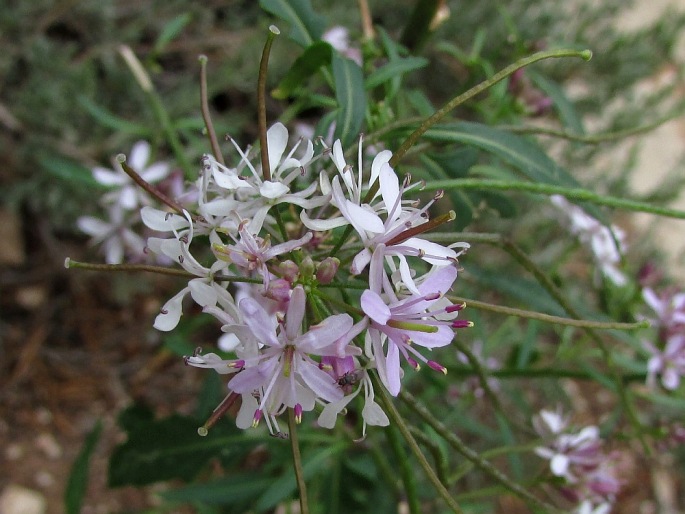 Thelypodium wrightii