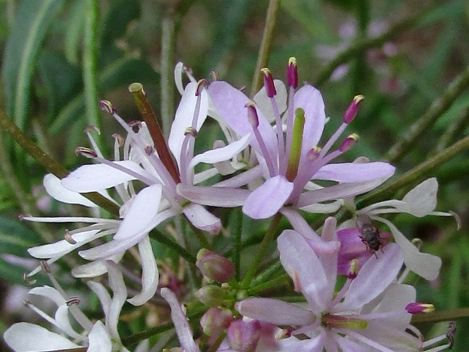 Thelypodium wrightii