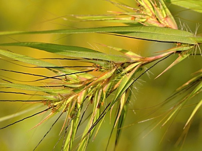 THEMEDA QUADRIVALVIS (L.) Kuntze