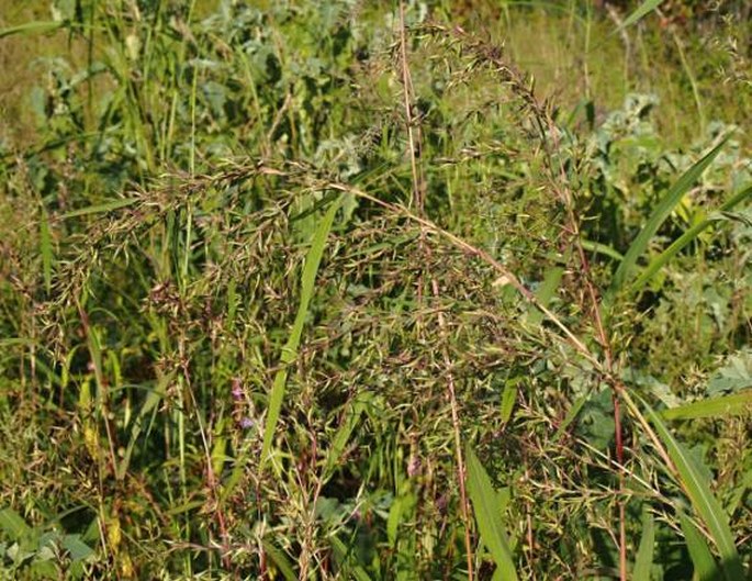 Themeda quadrivalvis