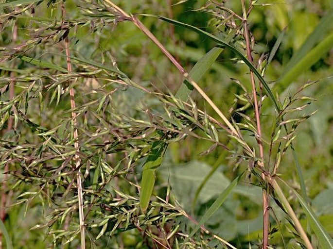 Themeda quadrivalvis