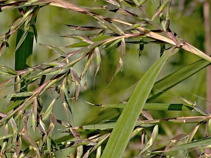 Themeda quadrivalvis