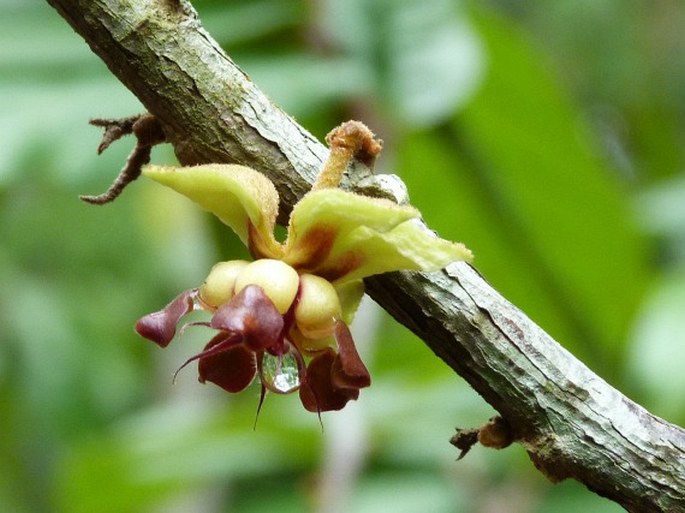 THEOBROMA GRANDIFLORUM (Willd. ex Spreng.) K. Schum. – kakaovník
