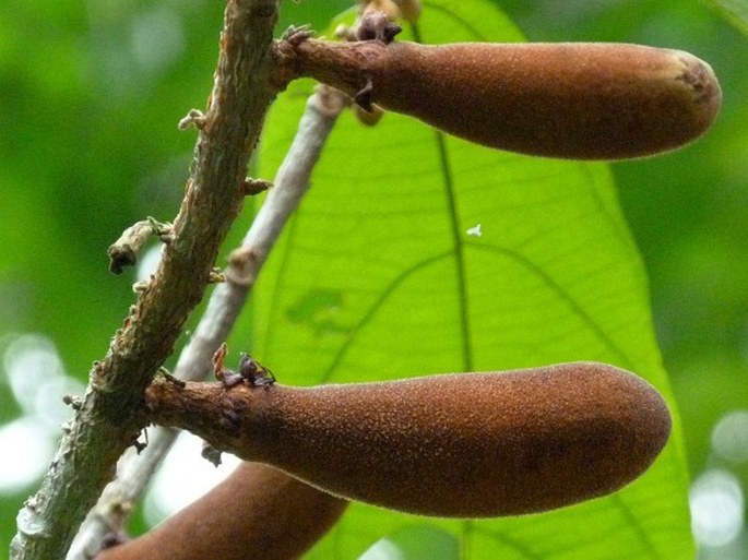 Theobroma grandiflorum