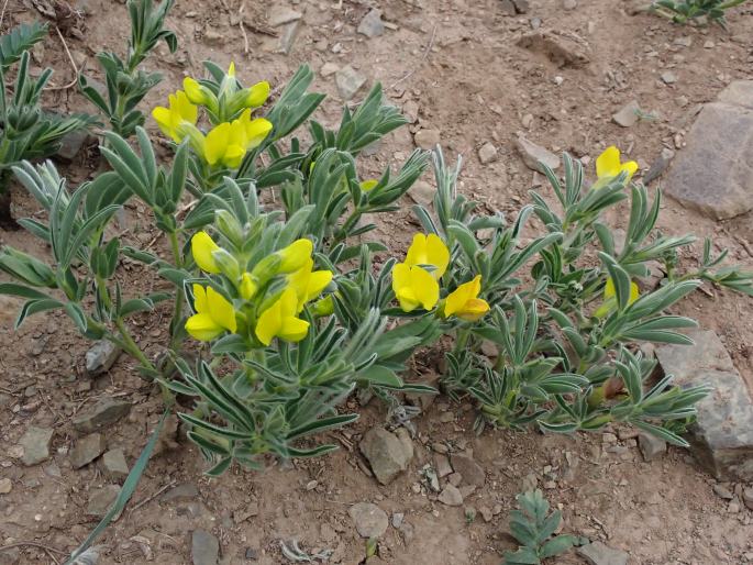 Thermopsis lanceolata