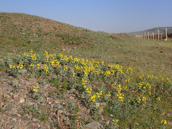 Thermopsis lanceolata