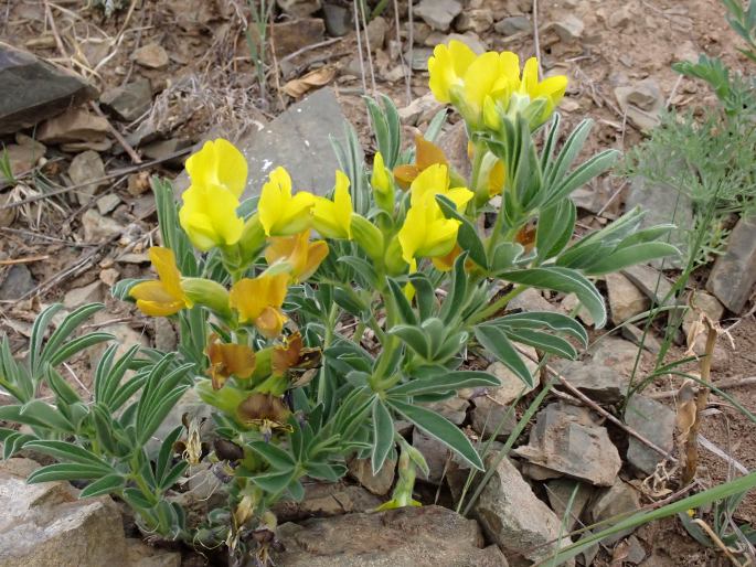 Thermopsis lanceolata