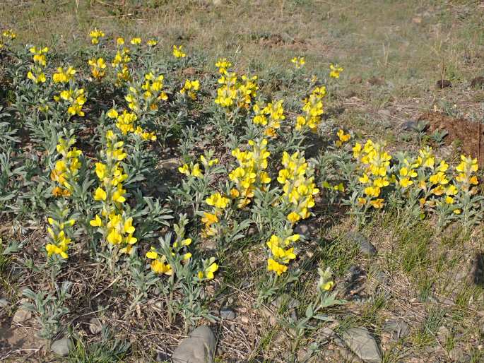 Thermopsis lanceolata