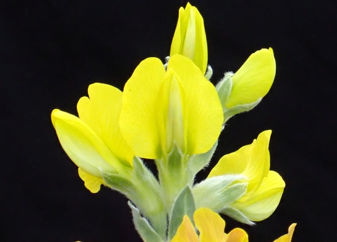 Thermopsis lanceolata