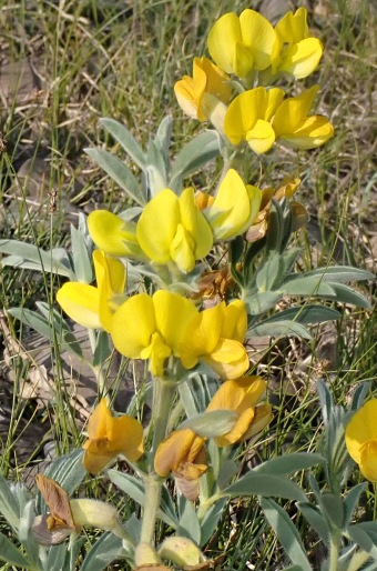 Thermopsis lanceolata