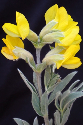 Thermopsis lanceolata