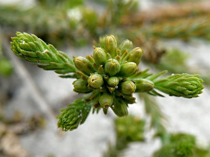 Thesium pubescens