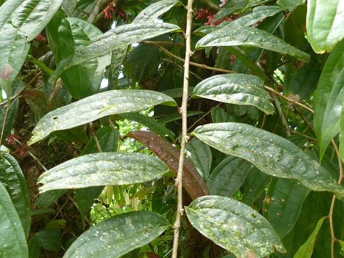 Thibaudia costaricensis