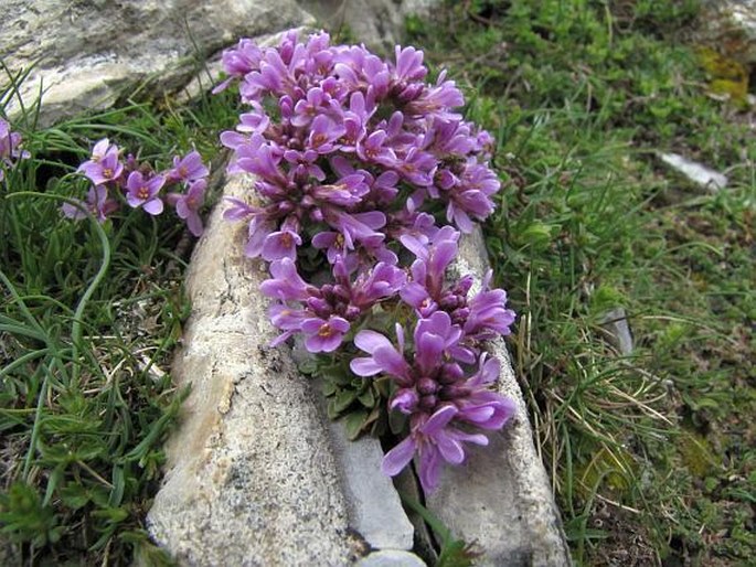 THLASPI BELLIDIFOLIUM Griseb. – penízek / peniažtek