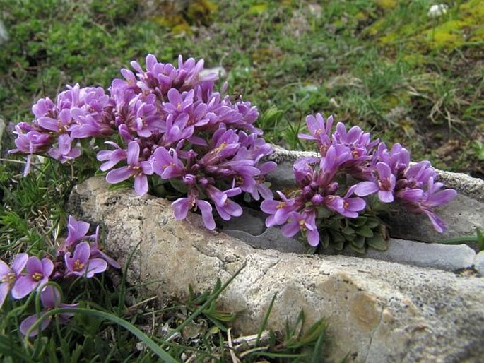 Thlaspi bellidifolium