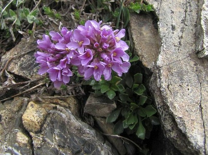 Thlaspi bellidifolium