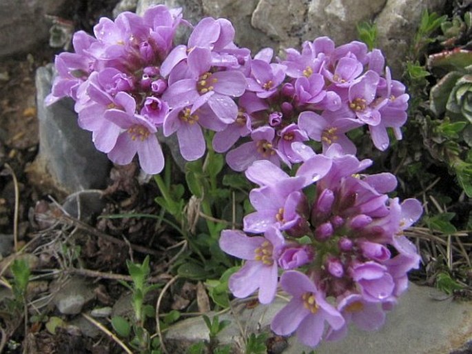 Thlaspi bellidifolium