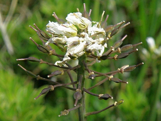 Thlaspi ochroleucum