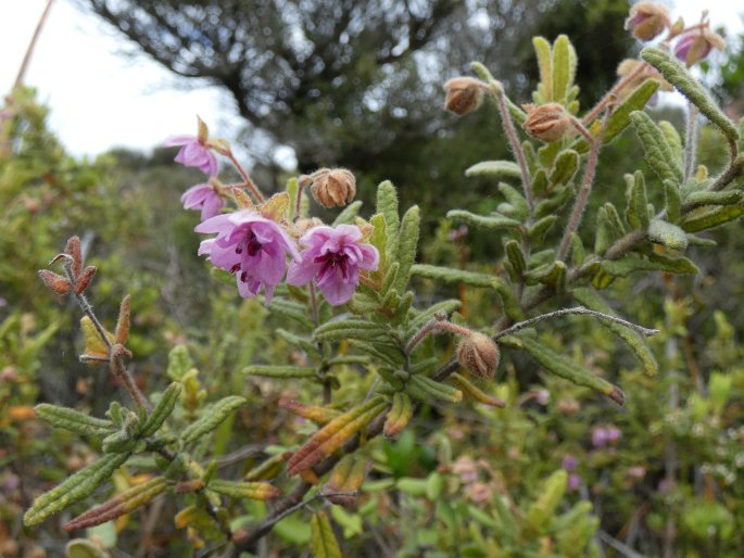 Thomasia petalocalyx