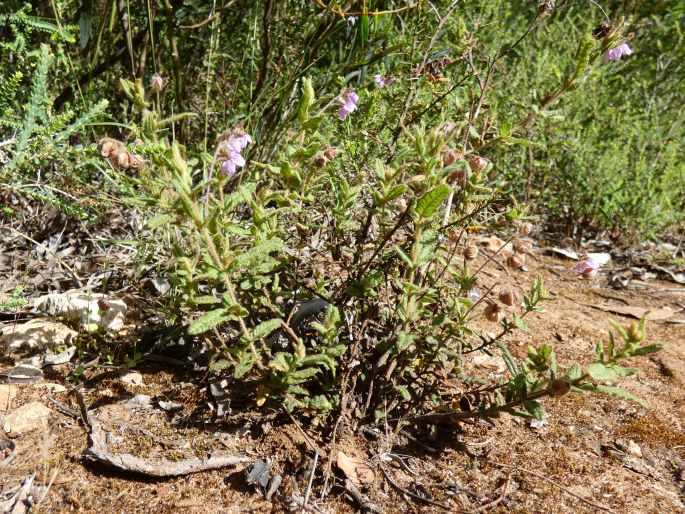 Thomasia petalocalyx