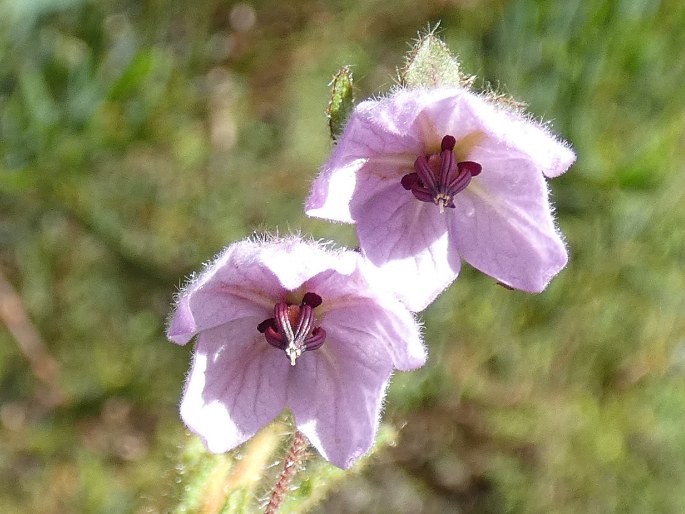 Thomasia petalocalyx