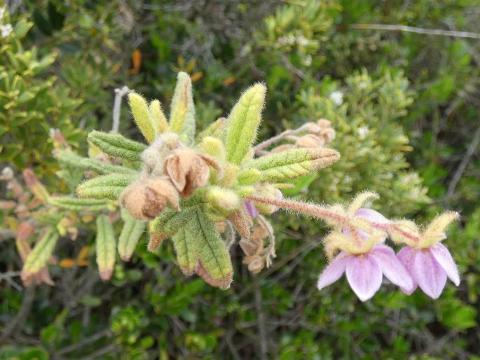 Thomasia petalocalyx