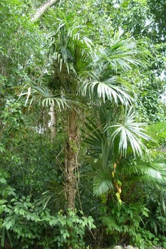 Thrinax radiata