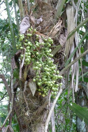 Thrinax radiata