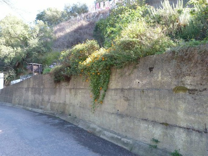 Thunbergia gregorii