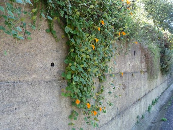 Thunbergia gregorii