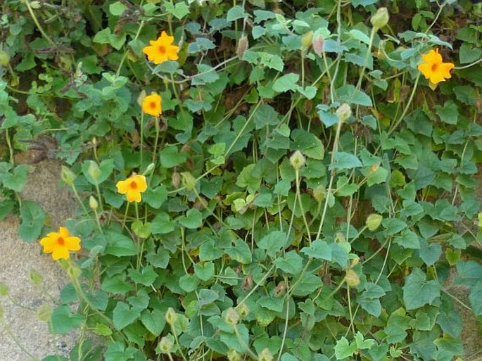 Thunbergia gregorii