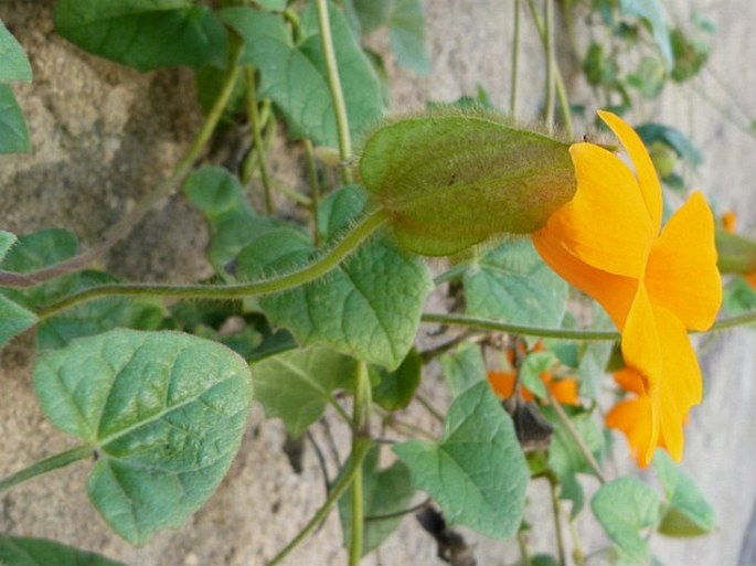 Thunbergia gregorii