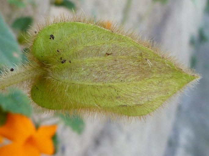 Thunbergia gregorii