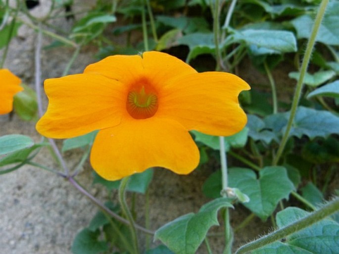 Thunbergia gregorii